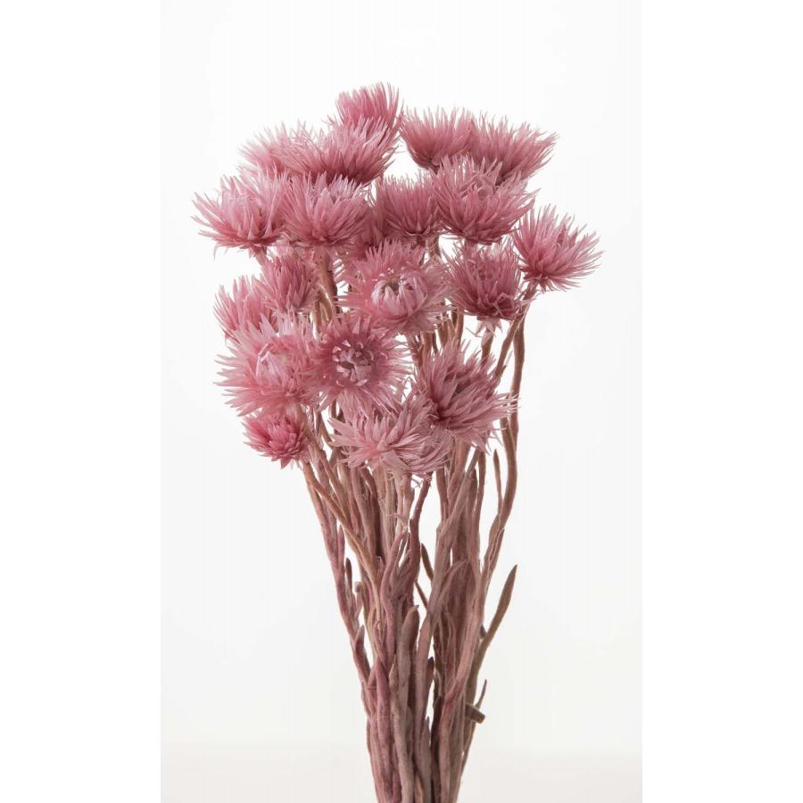 【ドライフラワー　花材　資材】 ミニシルバーデージー・ミスティーピンク（Yahoo!・花材問屋Blossom）
