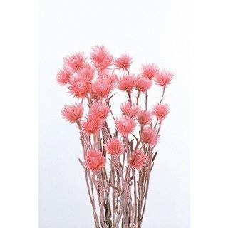 【ドライフラワー　花材　資材】 フランボワーズ・ミニシルバーデージー・大地農園 | 