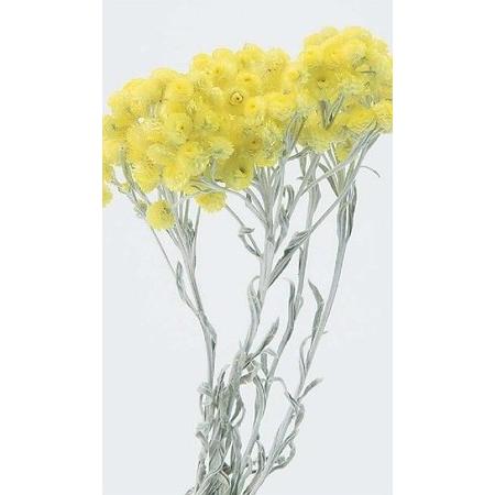 花材問屋blossomイモーテル N イエロー 大地農園 当社の