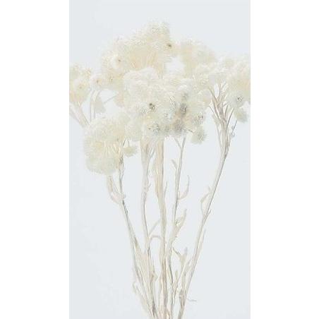 花材問屋blossomイモーテル 白 大地農園 定番から日本未入荷