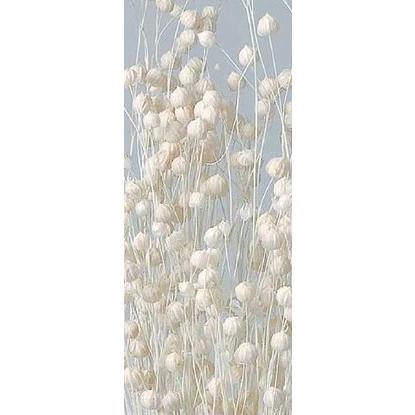 【GWセール価格　〜5/6（水）まで】【ドライフラワー　花材　資材】 白・リンフラワー（Yahoo!・花材問屋Blossom）