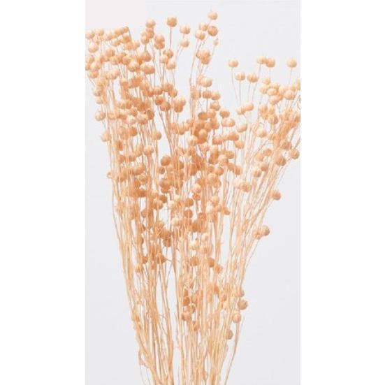 【GWセール価格　〜5/6（水）まで】【プリザーブドフラワー　花材　資材】リンフラワー・シャーベットピーチ・大地農園（Yahoo!・花材問屋Blossom）