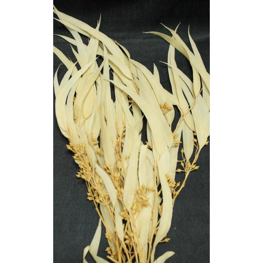 プリザーブドフラワー 花材 資材】 ユーカリ・エキゾチカ・葉付き