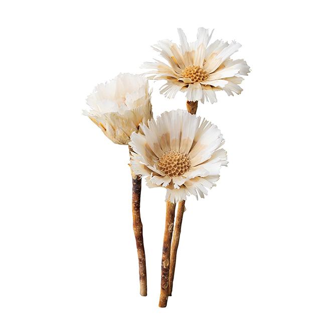 ドライフラワー 花材 資材】 リペンスロゼッタ オフホワイト・大地農園