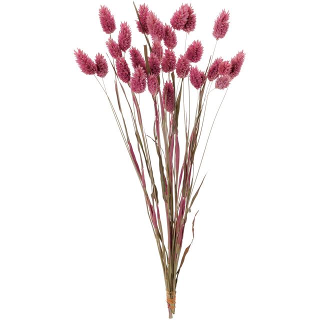 【ドライフラワー　花材　資材】 ポアプランツ・クラシックピンク・大地農園の商品画像（Yahoo!ショッピング）