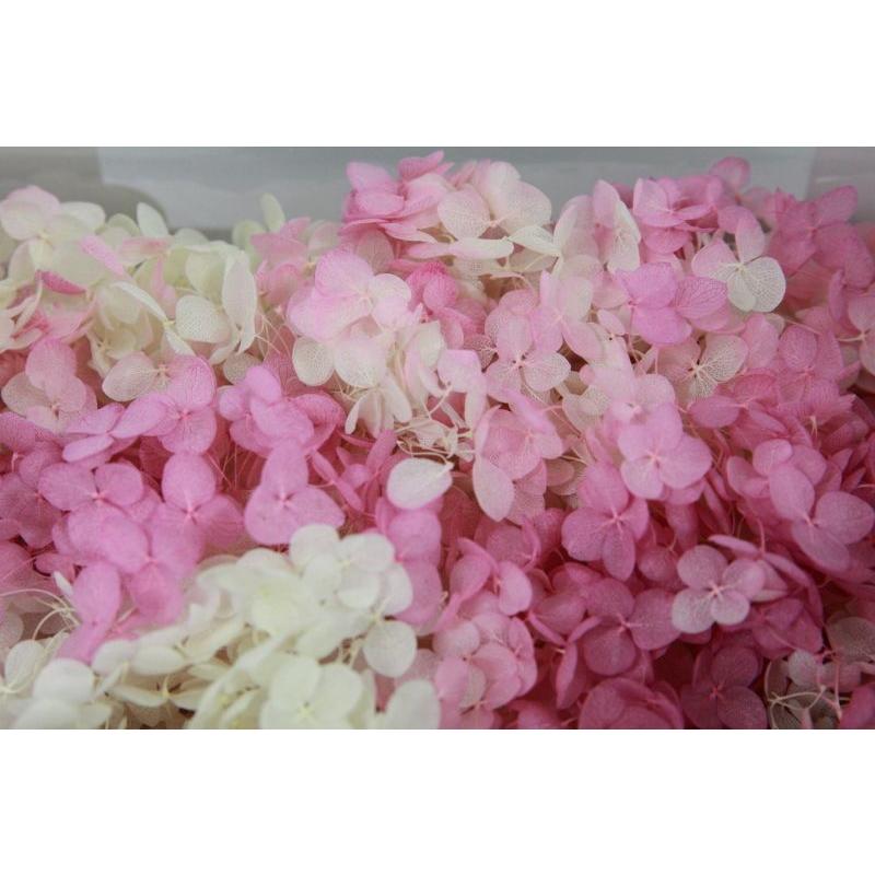 【TOKA】アナベルパルフェ・カシスフロート | 