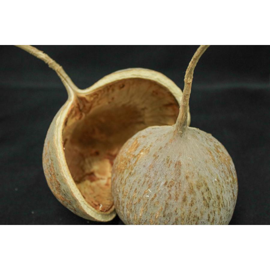 【プリザーブドフラワー　ドライフラワー　花材　資材】ブッタナッツ・ナチュラルベージュ・大地農園 |  | 01