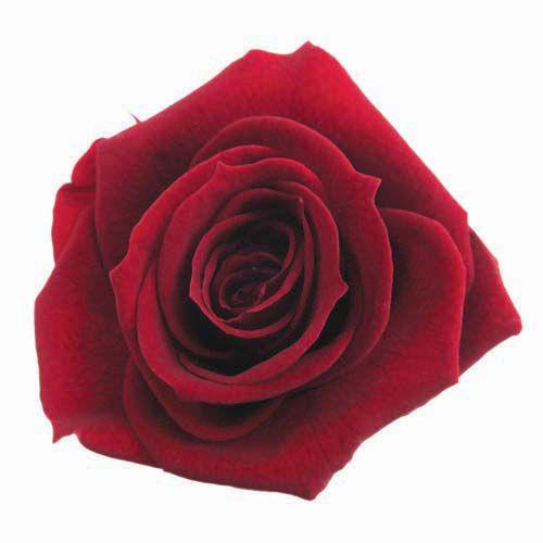 プリザーブドフラワー・ ワイン・スタンダード・ | 