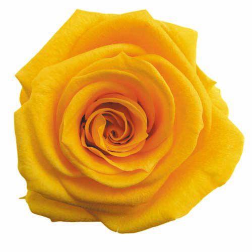 プリザーブドフラワー・ ゴールデンイエロー・スタンダード・ | 