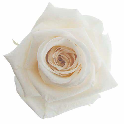 プリザーブドフラワー・ パンナコッタ・スタンダード・ | 