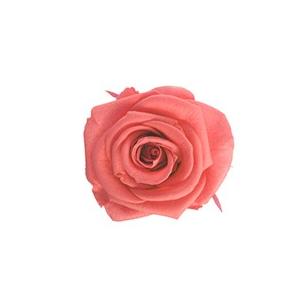 プリザーブドフラワー・ ピンクオパール・スタンダード・ | 