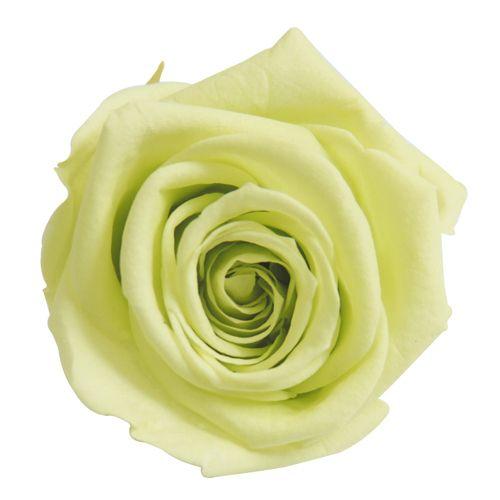 プリザーブドフラワー・ シトラスグリーン・メディアナ・ | 