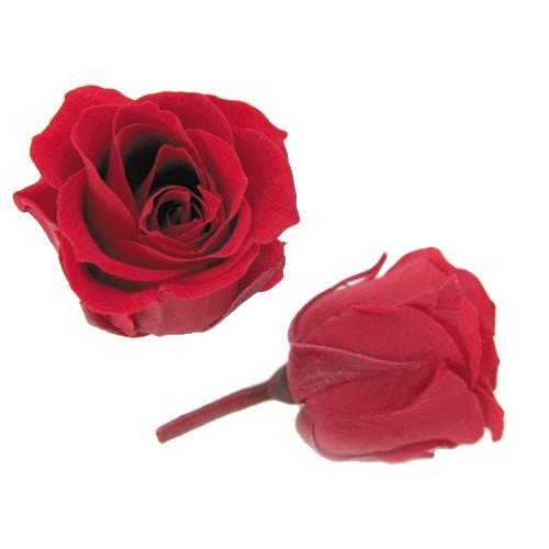 プリザーブドフラワー・ チェリーレッド・ピッコラブロッサム・ | 