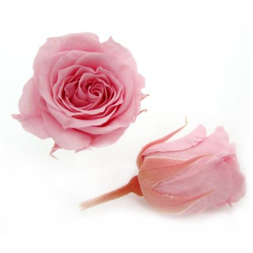 プリザーブドフラワー・ ベイビーピンク・ピッコラブロッサム・ | 