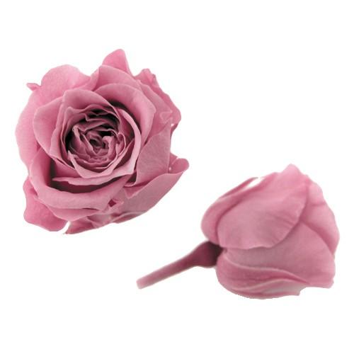 プリザーブドフラワー・ チェリーブロッサム・ピッコラブロッサム・ | 