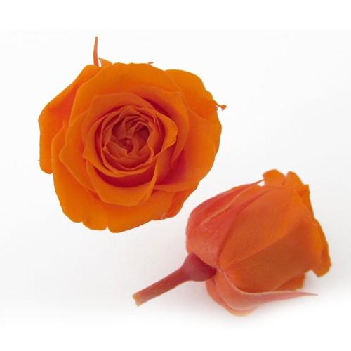 プリザーブドフラワー・ タンジェリンオレンジ・ピッコラブロッサム・ | 