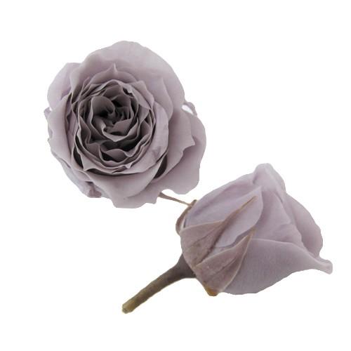 プリザーブドフラワー・ ソフトライラック・ピッコラブロッサム・ | 