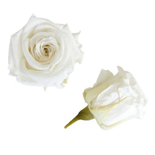 プリザーブドフラワー・ パールホワイト・ベイビー・ | 