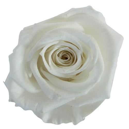 プリザーブドフラワー・ パールホワイト・スプレーローズ | 