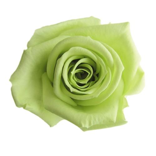 プリザーブドフラワー・ シトラスグリーン・スプレーローズ | 