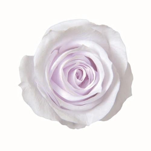 最大72 オフ ラベンダーフィズ スプレーローズ フロールエバー プリザーブドフラワー 花材 Cisama Sc Gov Br