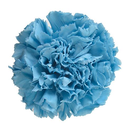 プリザーブドフラワー・ ホリゾンブルー・STDカーネーション