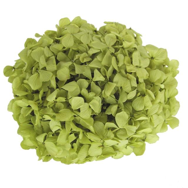 プリザーブドフラワー・ ピスタチオグリーン・アンデスアジサイ : 花材