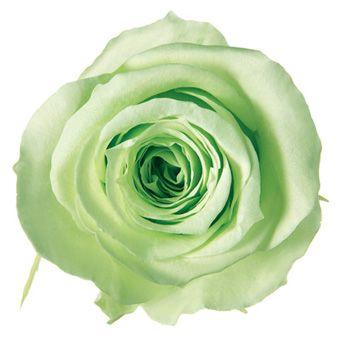 プリザーブドフラワー　花材　資材・ ライムグリーン・アイネス・ロザヴィ | 