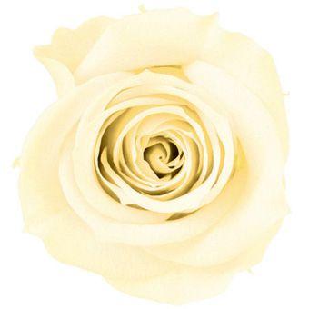 プリザーブドフラワー　花材　資材・ アイボリー・アイネス・ロザヴィ | 