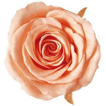 プリザーブドフラワー　花材　資材・ ピーチ・アイネス・ロザヴィ | 