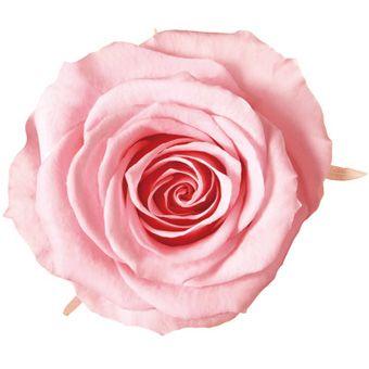 プリザーブドフラワー　花材　資材・ ベイビーピンク・アイネス・ロザヴィ | 