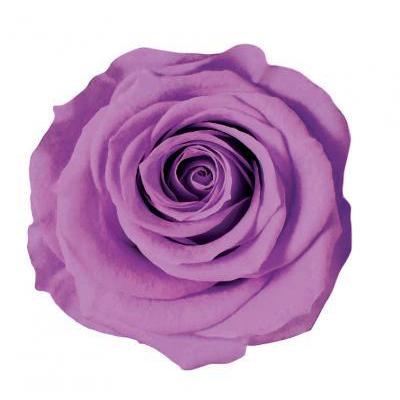 プリザーブドフラワー　花材　資材・ ライラック・アイネス・ロザヴィ | 