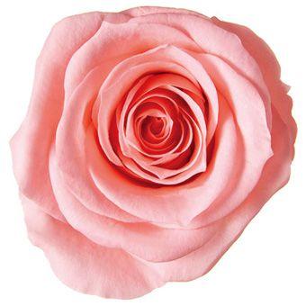 プリザーブドフラワー　花材　資材・ ピンクネクター・アイネス・ロザヴィ | 