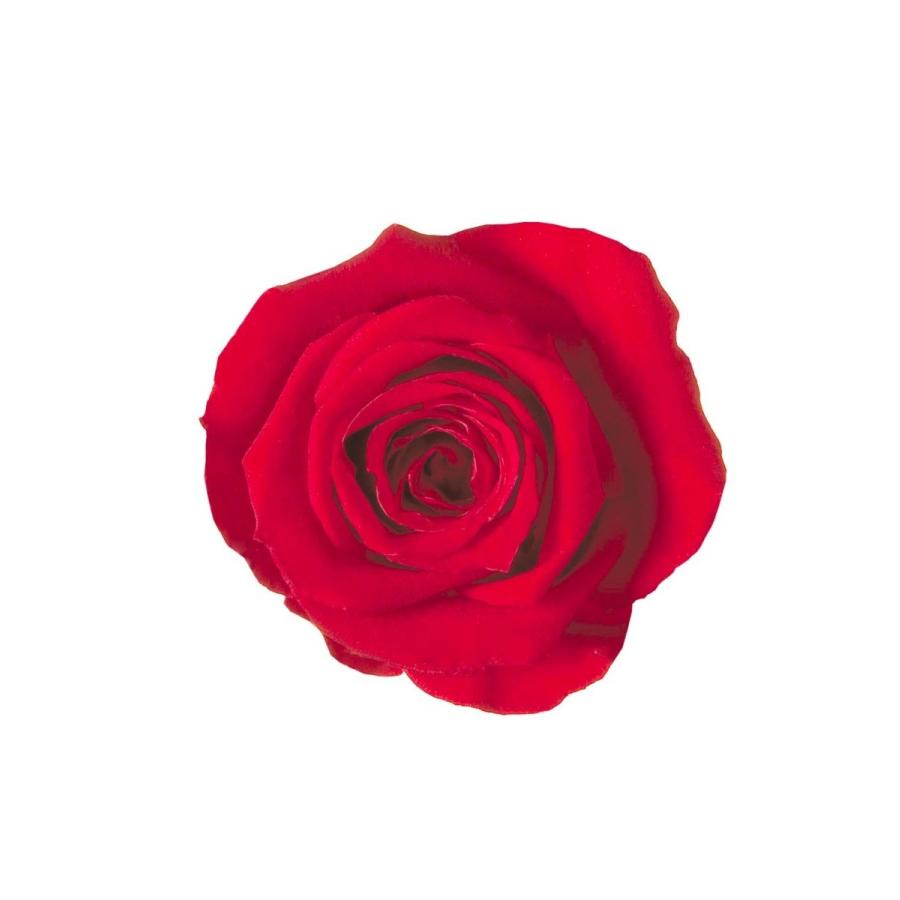 プリザーブドフラワー　花材　資材・ レッド・アイネスシスター・ロザヴィ | 