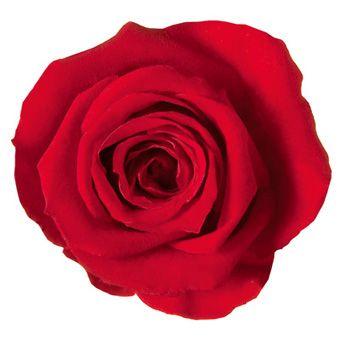 プリザーブドフラワー　花材　資材・ レッド・アヴァ・ロザヴィ　ローズ　バラ　フラワーアレンジ　材料 | 