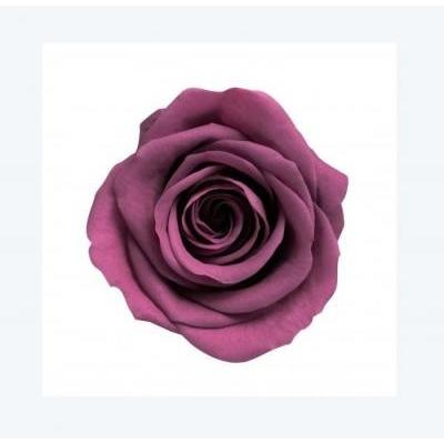 プリザーブドフラワー　花材　資材・ ローズワイン・アヴァ・ロザヴィ | 