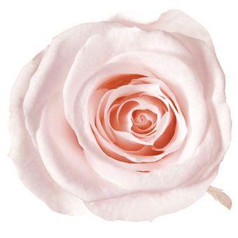 プリザーブドフラワー　花材　資材・ ピンクシャンペーン・アヴァ・ロザヴィ | 