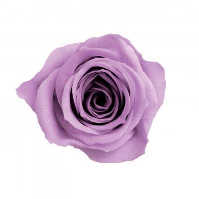 プリザーブドフラワー　花材　資材・ ライラック・アヴァ・ロザヴィ | 