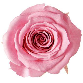 プリザーブドフラワー　花材　資材・ マドレーヌピンク・アヴァ・ロザヴィ | 