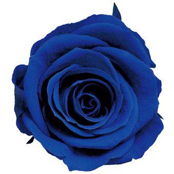 プリザーブドフラワー　花材　資材・ サファイアブルー・アヴァ・ロザヴィ | 