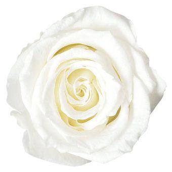 プリザーブドフラワー　花材　資材・ プリンセスホワイト・アヴァ・ロザヴィ　ローズ　バラ　フラワーアレンジ　材料 | 