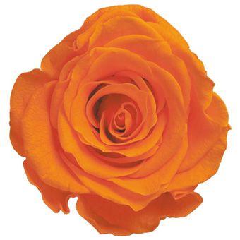 プリザーブドフラワー　花材　資材・ オレンジ・アヴァ・ロザヴィ | 