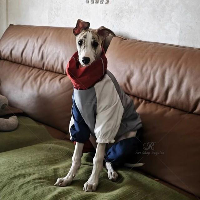 グリーハウンドのイタリアンウィペットジャケット,軽量,防風,小型および大型犬用 XXLの画像