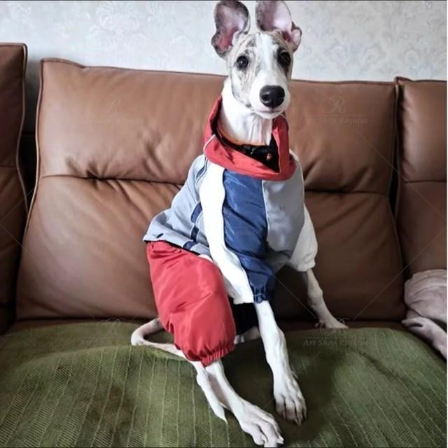 グリーハウンドのイタリアンウィペットジャケット,軽量,防風,小型および大型犬用 XXLの画像