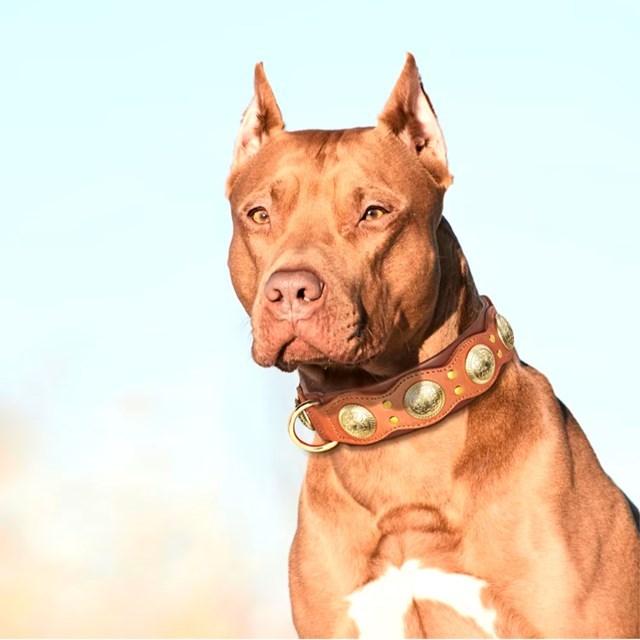 犬用の調節可能な革の首輪,犬の首輪,本物の革,スパイク,大型,中および大の犬用 L |  | 08