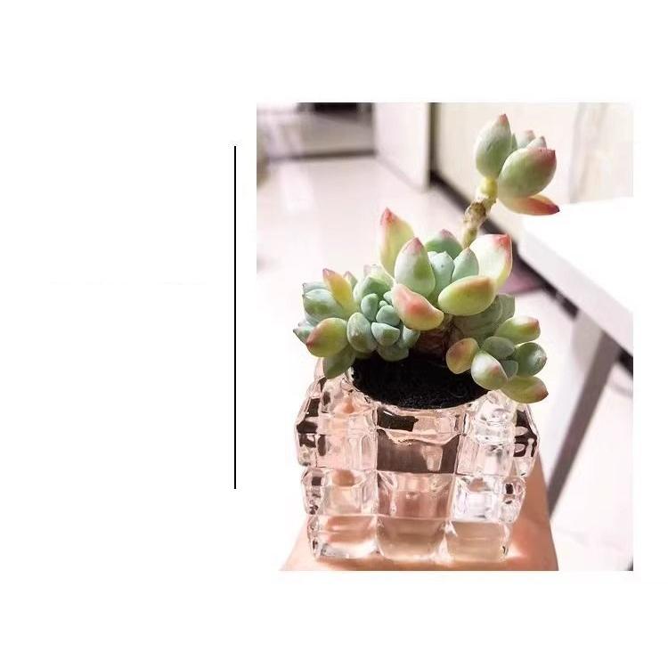 花瓶 フラワーポット フラワーベース 5個セット 多肉植物用 ガラス