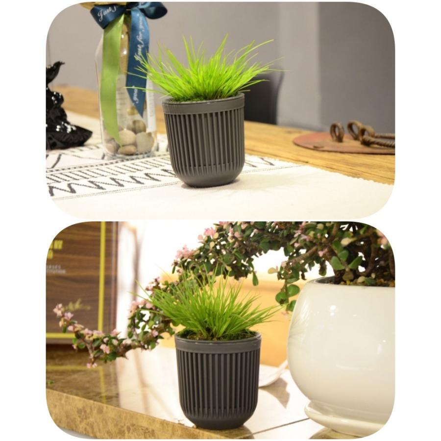 観葉植物　アトランティス　21cm吊り鉢ごと 園芸ネット本店｜トラディスカンチア：テンダーネス3.5号吊り鉢 の通販