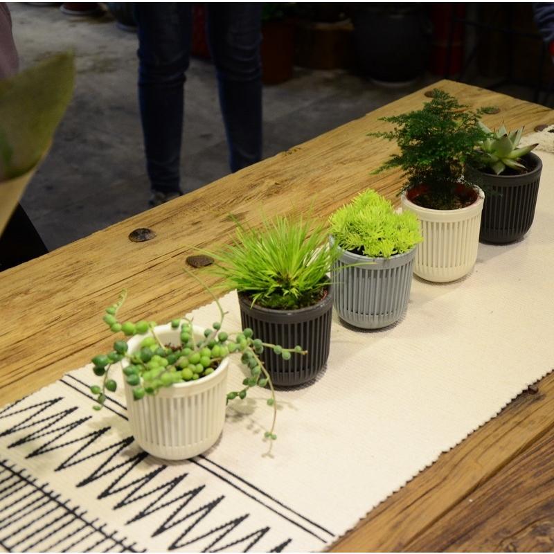 観葉植物　アトランティス　21cm吊り鉢ごと 園芸ネット本店｜トラディスカンチア：テンダーネス3.5号吊り鉢 の通販
