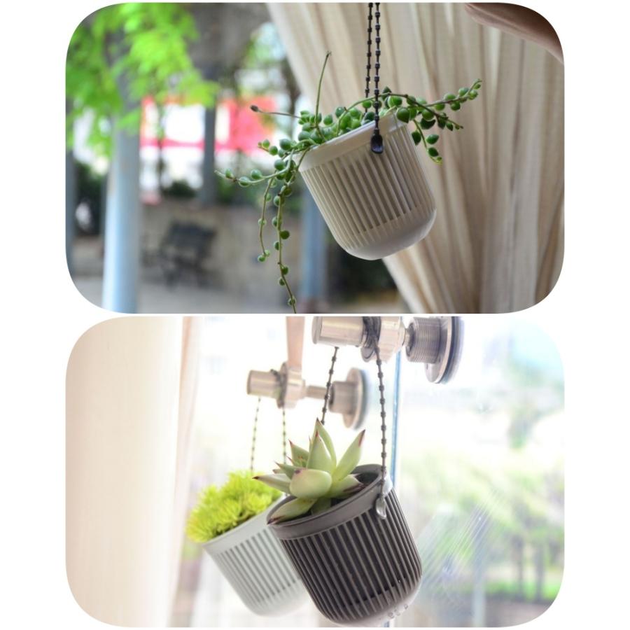 観葉植物　アトランティス　21cm吊り鉢ごと 園芸ネット本店｜トラディスカンチア：テンダーネス3.5号吊り鉢 の通販
