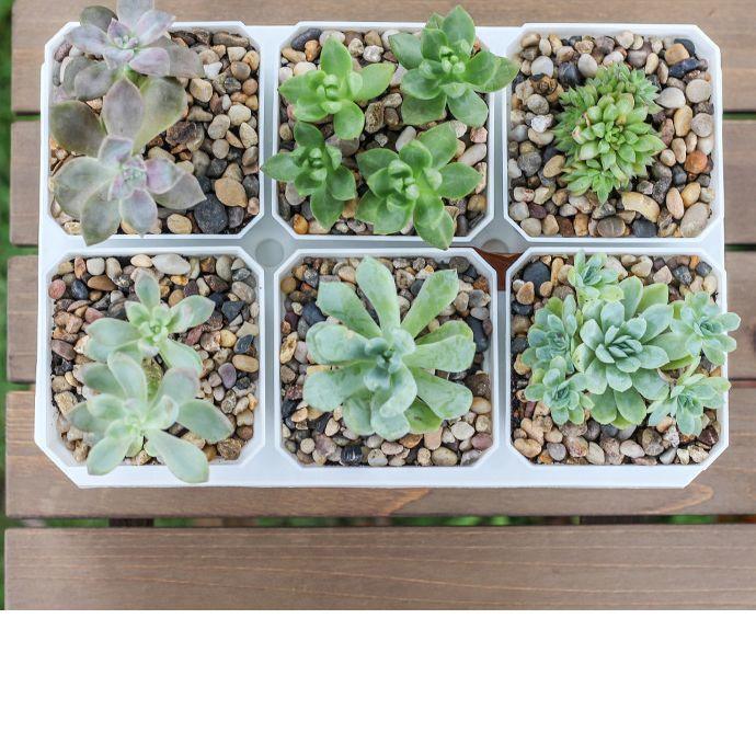 植木鉢 フラワーポット プラ鉢 4個セット 10cm 角型 無地 排水 多肉用